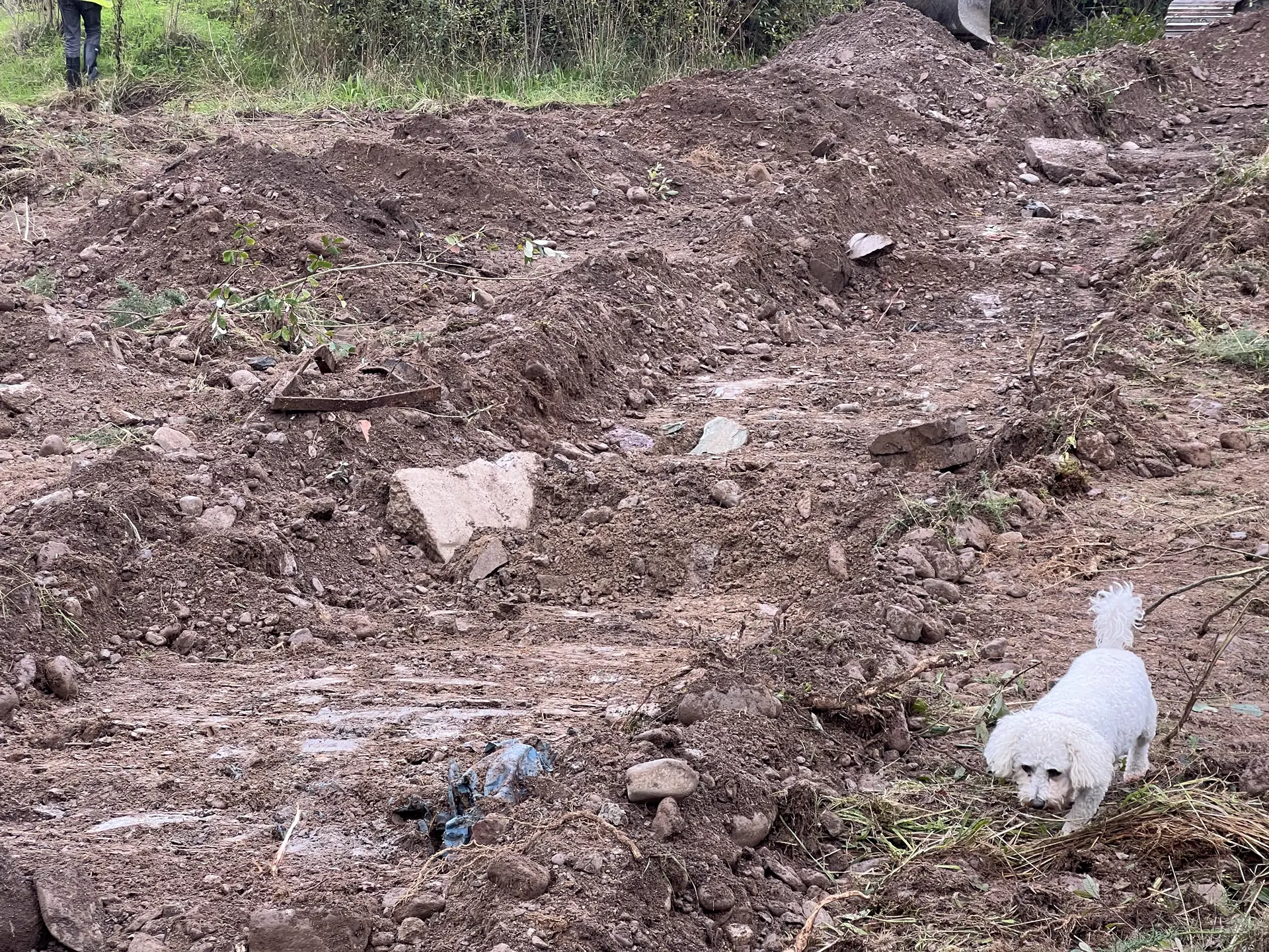 Small white dog inspecting an archaeological test trench at Crookstown