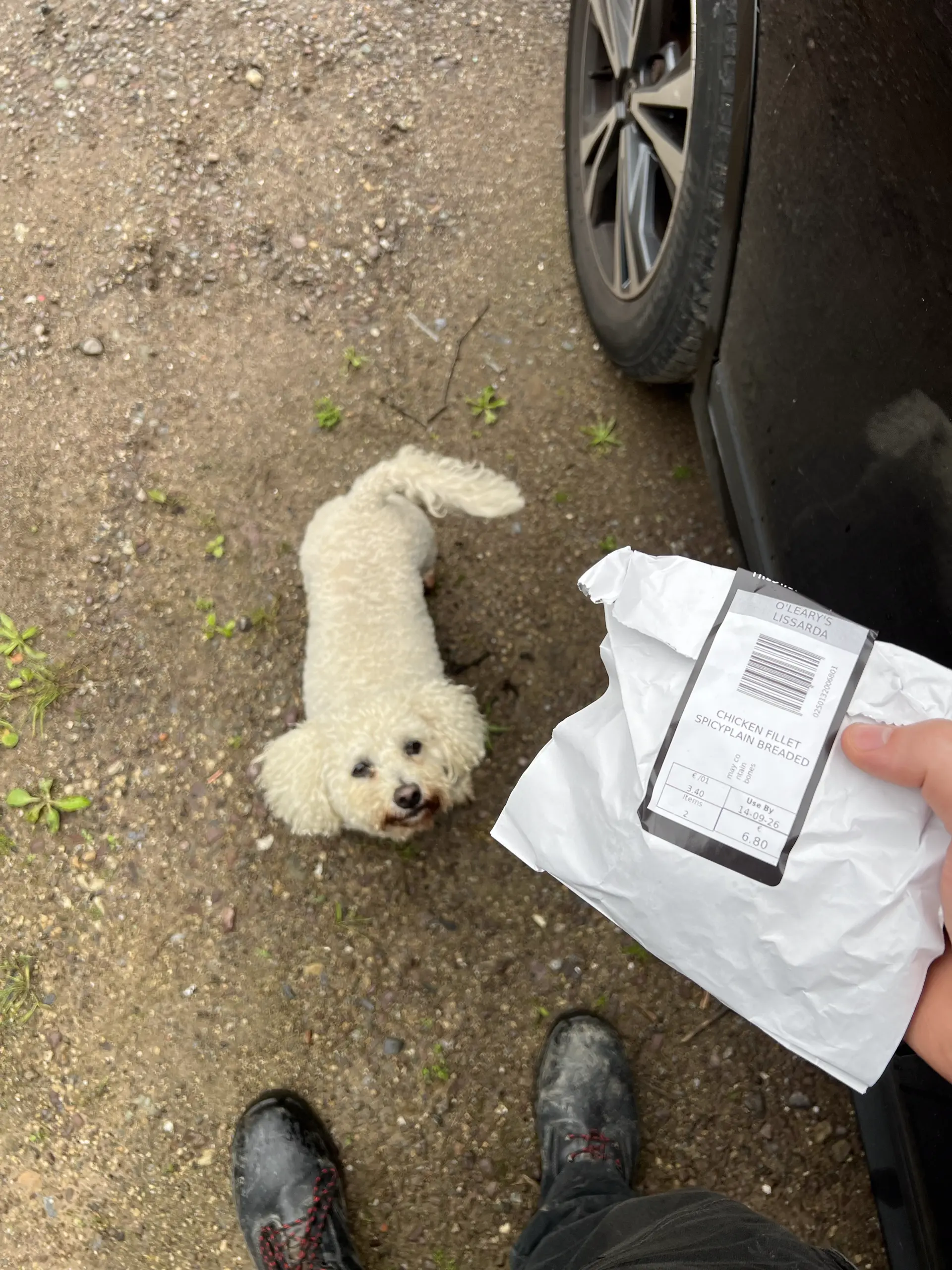 Dog inspecting a bag containing chicken fillets at Crookstown