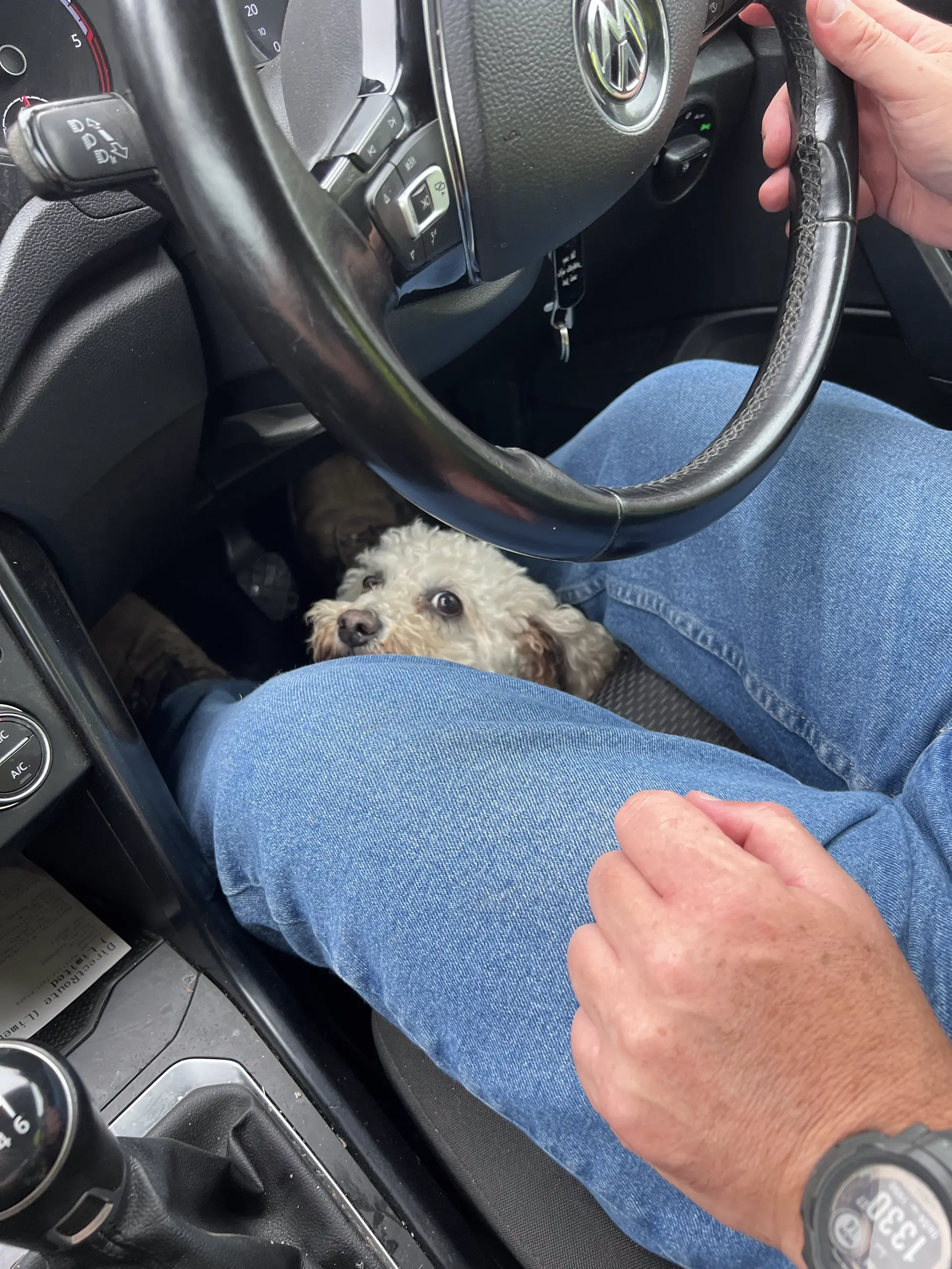 Dog sitting inside a vehicle during the Crookstown archaeological works
