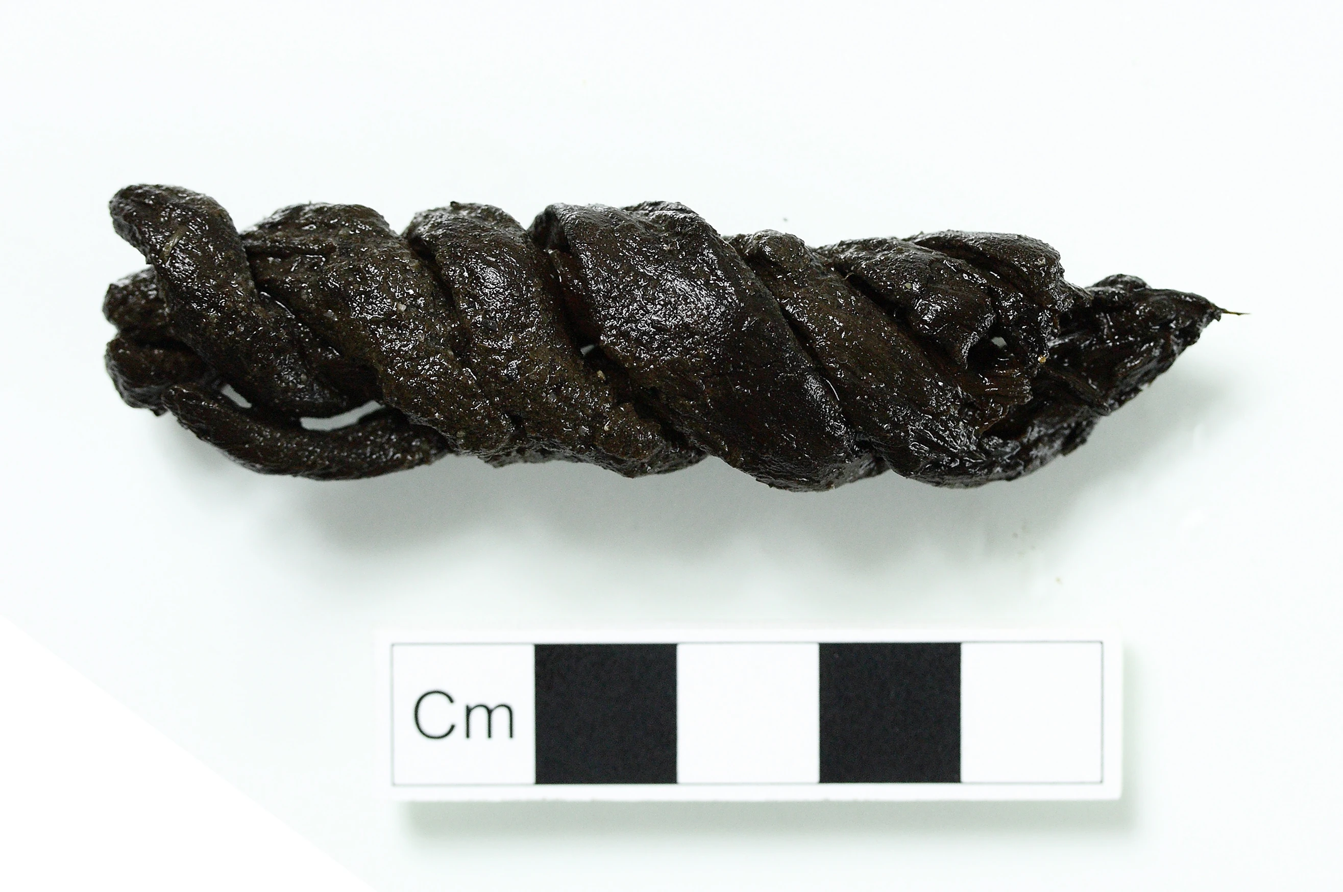 Surviving Rope Fragment from Tread Trap
