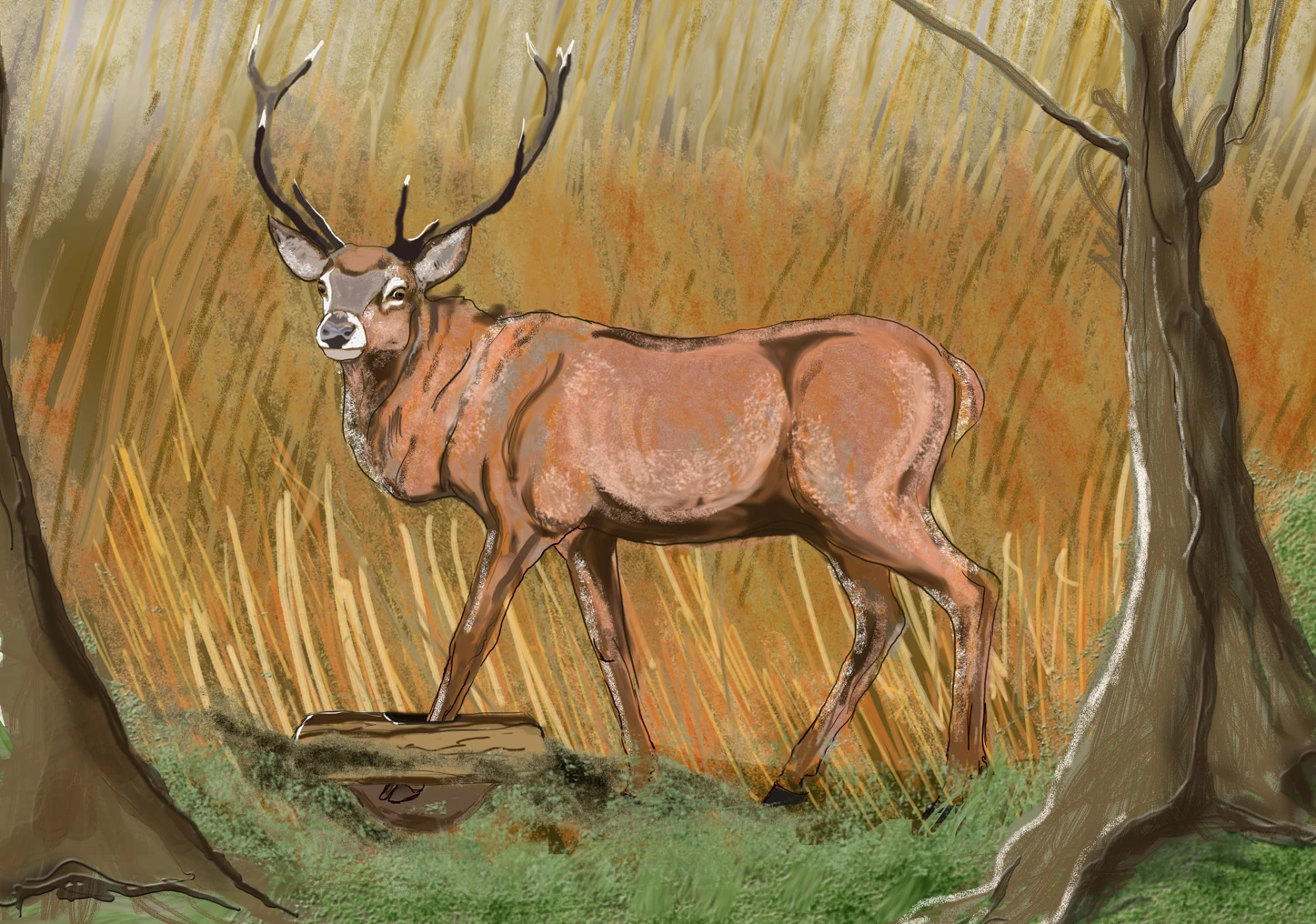 A Deer without a 'Suspicious Mind' finds he is 'Caught in a Trap' in Co. Kildare
