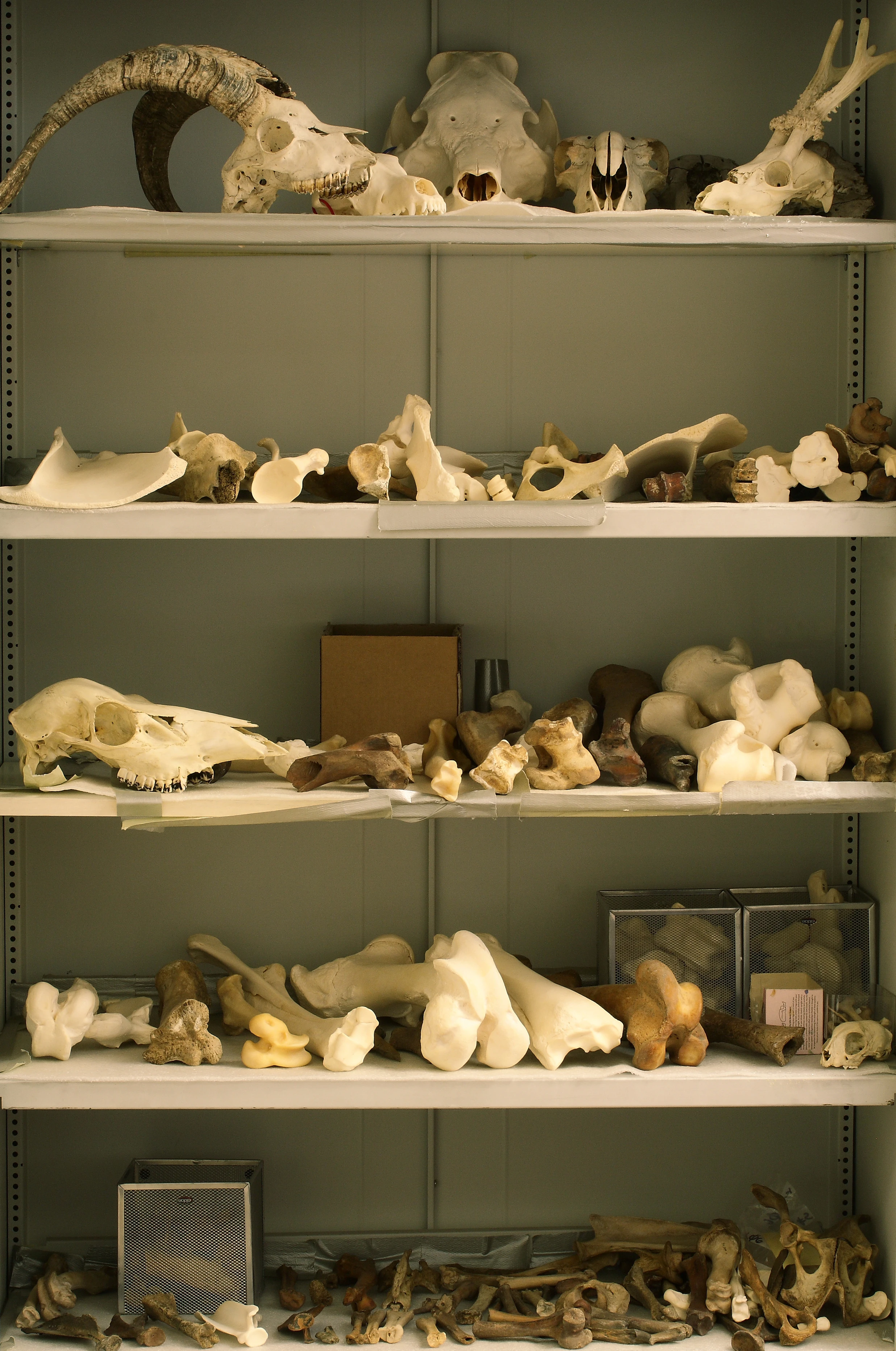 Skeletons in the Closet: Part of Rubicon's animal bone reference collection