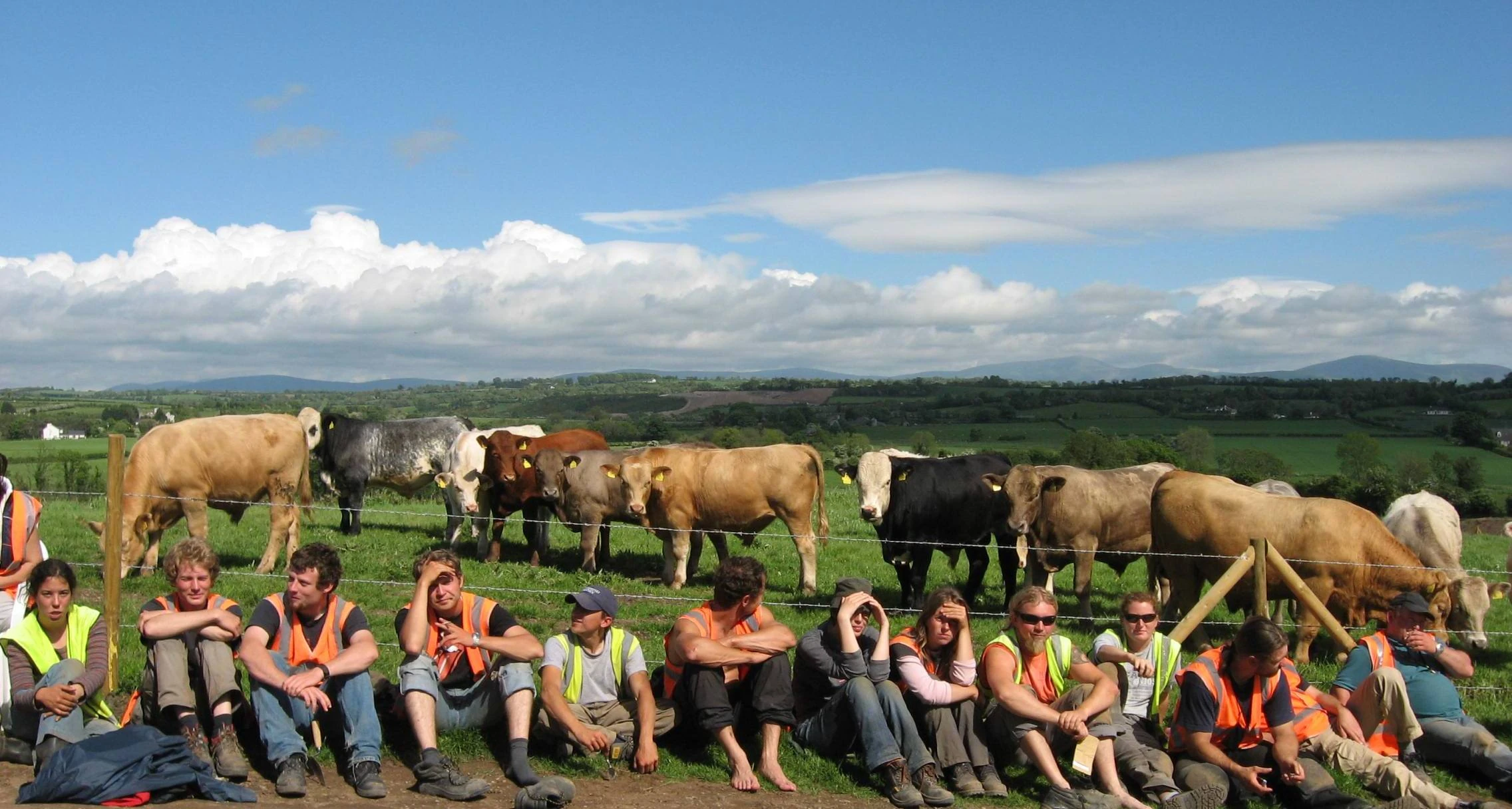 Visiting cattle discuss their ancestor's role with archaeologists