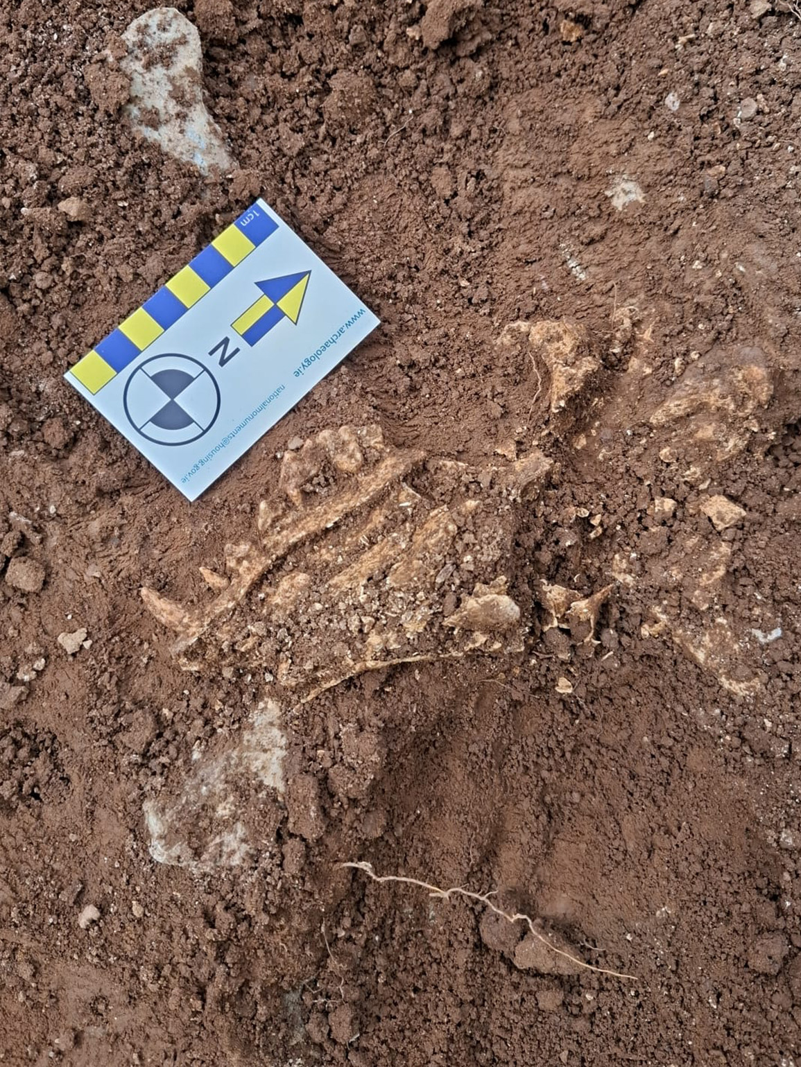 Distinctive animal bone discovered in the Cappagh ring-ditch